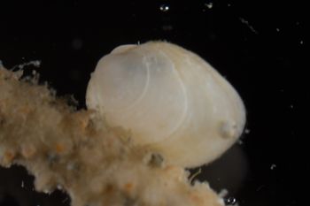 Media type: image;   Malacology 393892